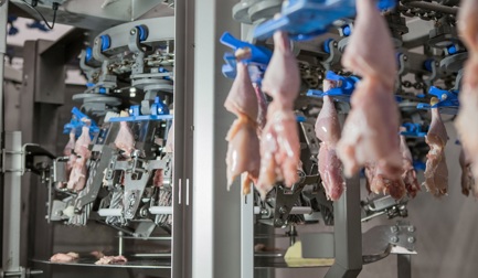 Premier système de désossage des hauts de cuisses en Russie