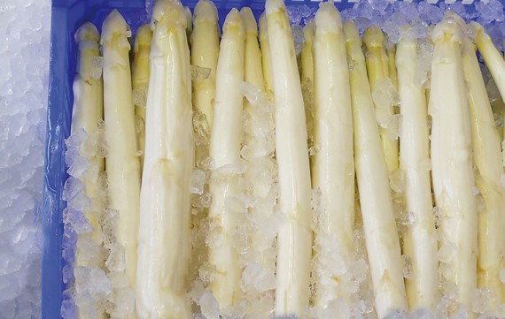 MAJA-nugget-ice-asparagus-cooling